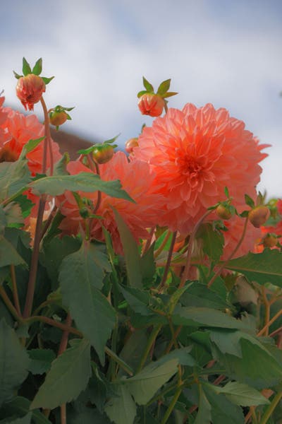 Film Pop Image Filter Sample - Available with Nikon Z50II Mirrorless Camera