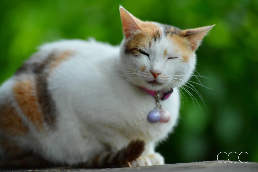 動物狂想曲 - 猴硐外拍追喵影
