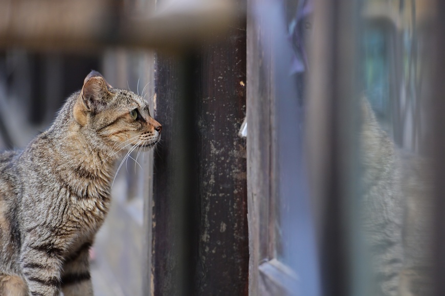 [台北] 動物狂想曲 - 猴硐外拍追喵影